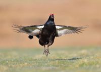 Black Grouse 7x5 1